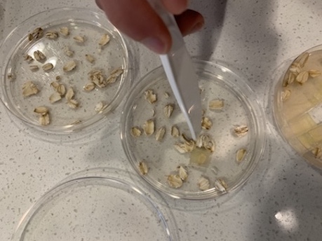 Physarum Cultures